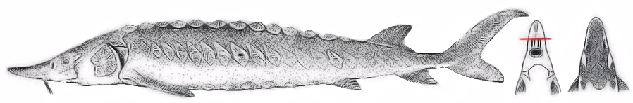 Acipenser sturio_001.jpg